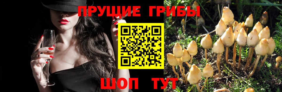 Галлюциногенные грибы прущие грибы  Псилоцибиновые грибы Magic Shrooms  цены   Вход с VPN  Электросталь 